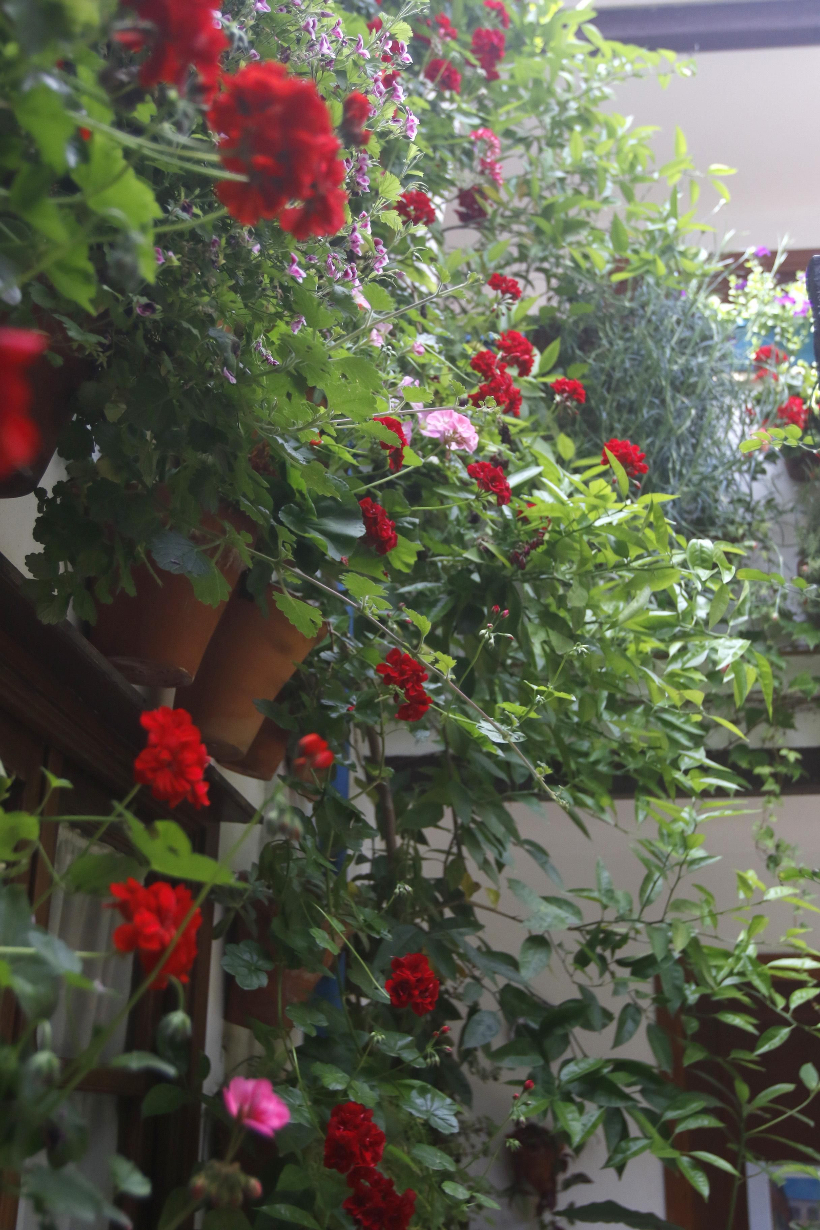 Ruta Regina - Realejo de los Patios de Córdoba, en imágenes