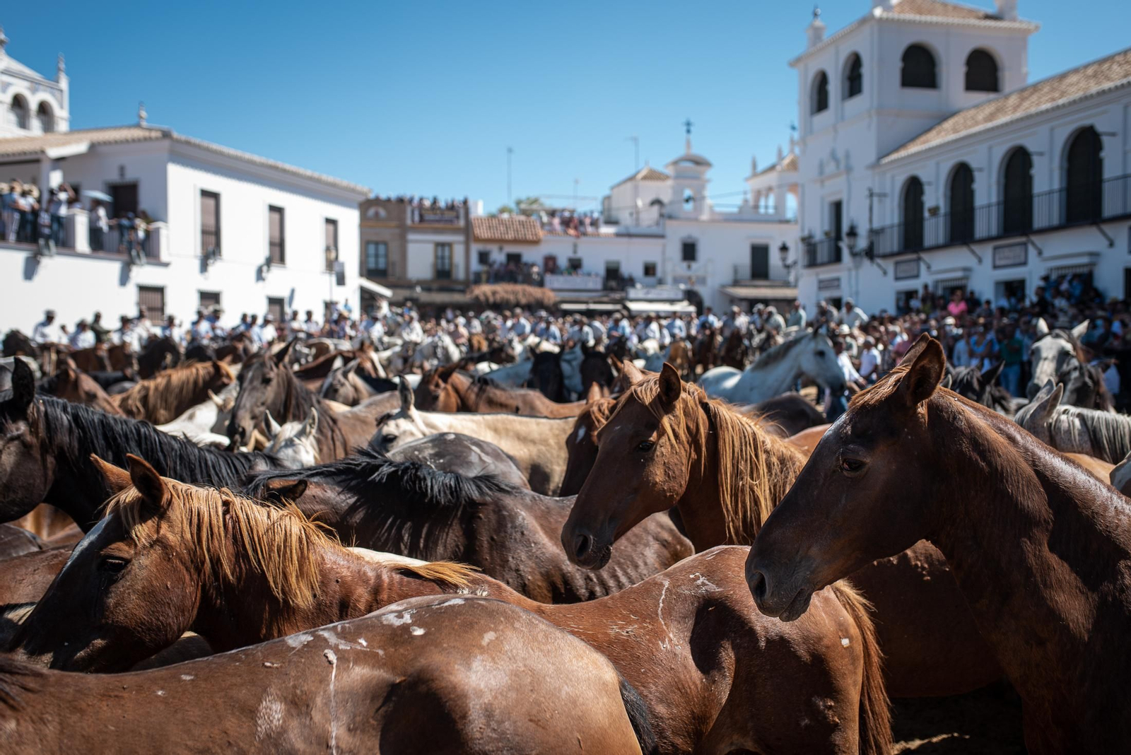 Imágenes de la Saca de las Yeguas a su paso por El Rocío