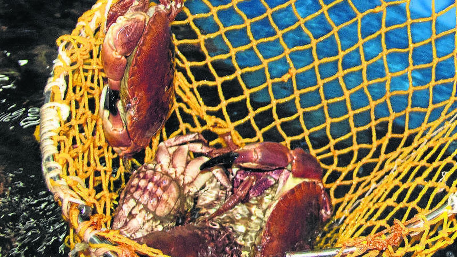 Las piscinas de las instalaciones gaditanas simulan el hábitat natural del animal.