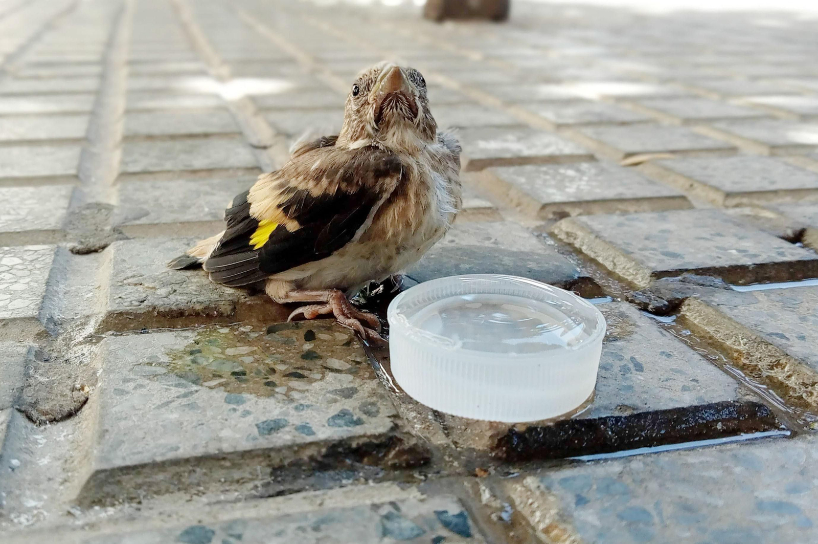 Imágenes del domingo 25 de junio en Huelva