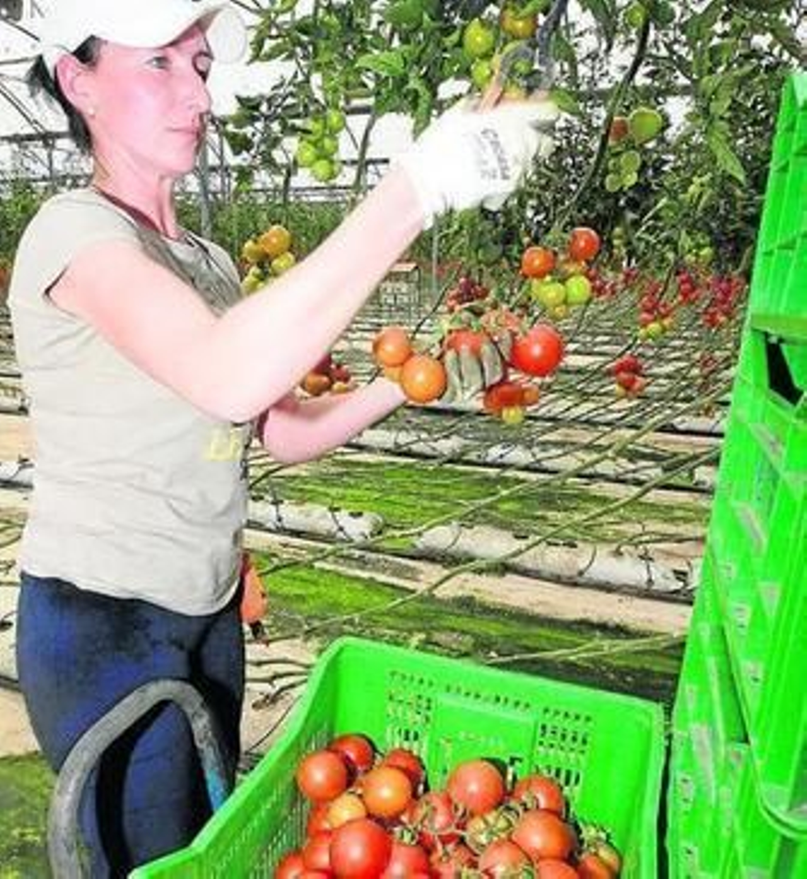 Los frutos procedentes de la agricultura ecológica presentan mayor estrés.