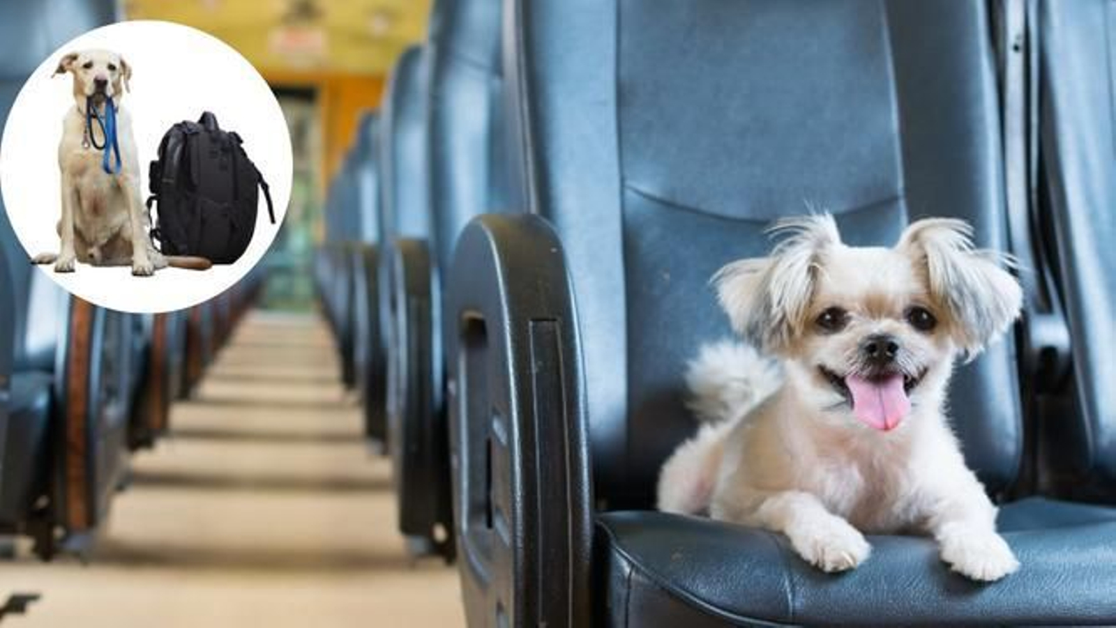 Qué animales puedo llevar en el AVE y en los autobuses en Andalucía: tamaño y características