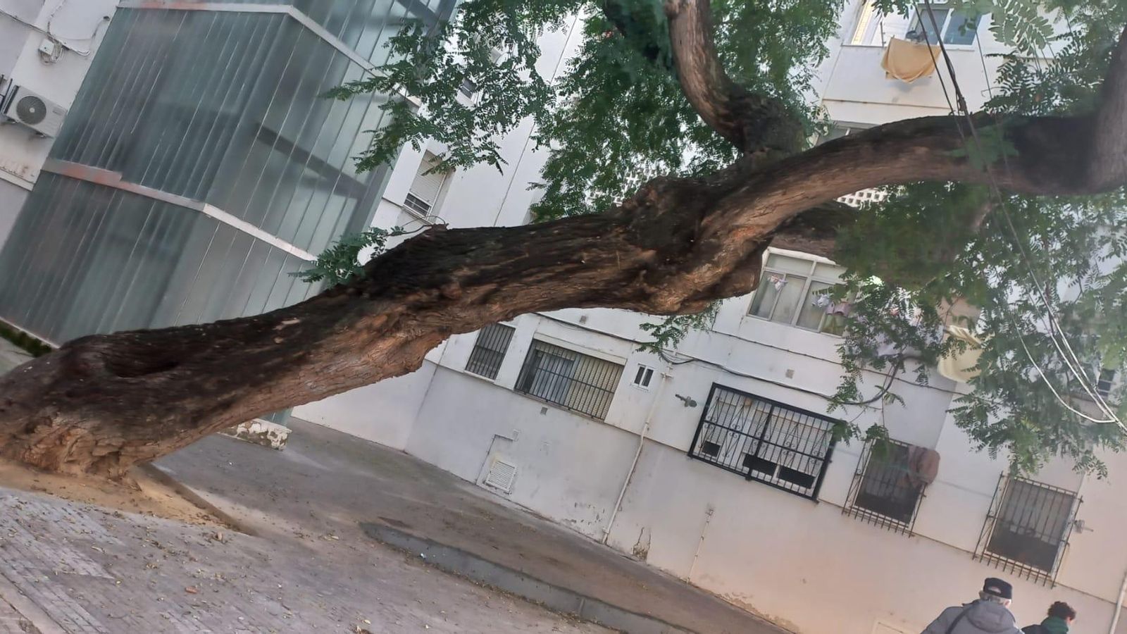 La acacia de la calle Colarte que vecinos y ecologistas están pidiendo a Parques y Jardines que se apuntale.