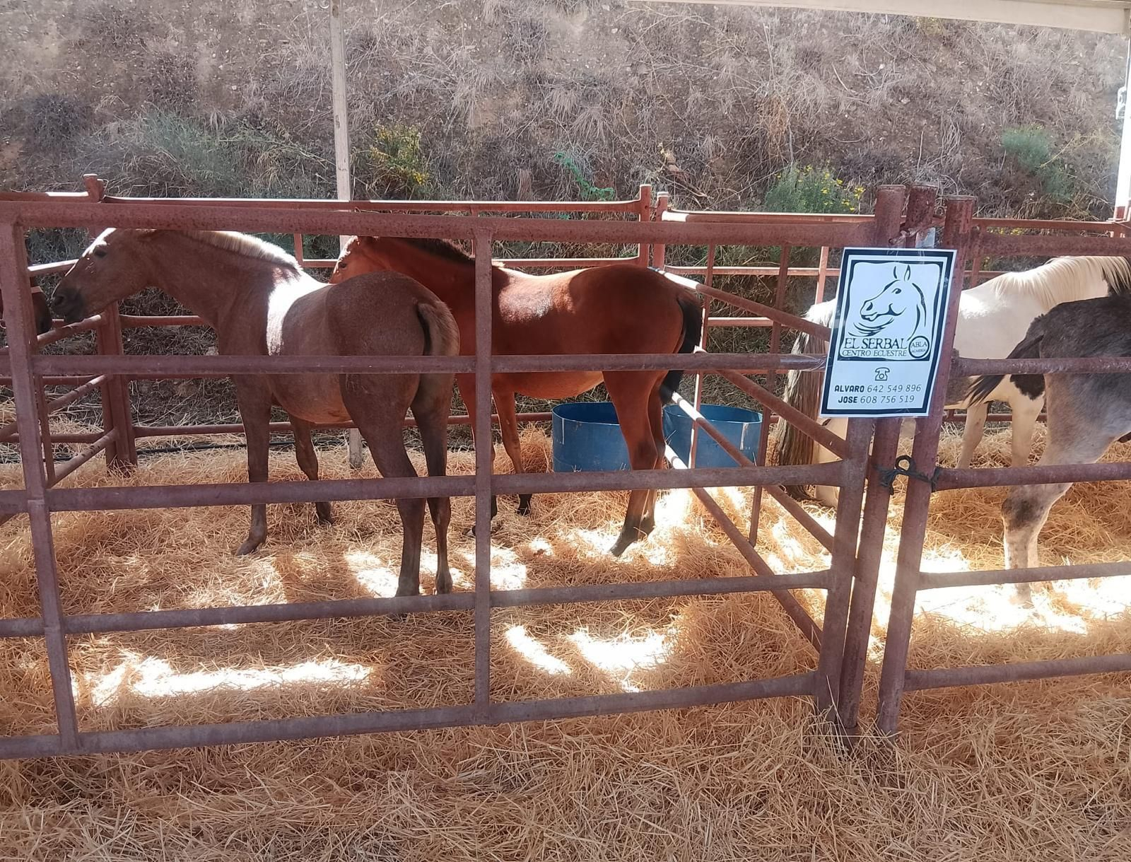 El evento ha sido también punto de encuentro para la compraventa de estos animales.