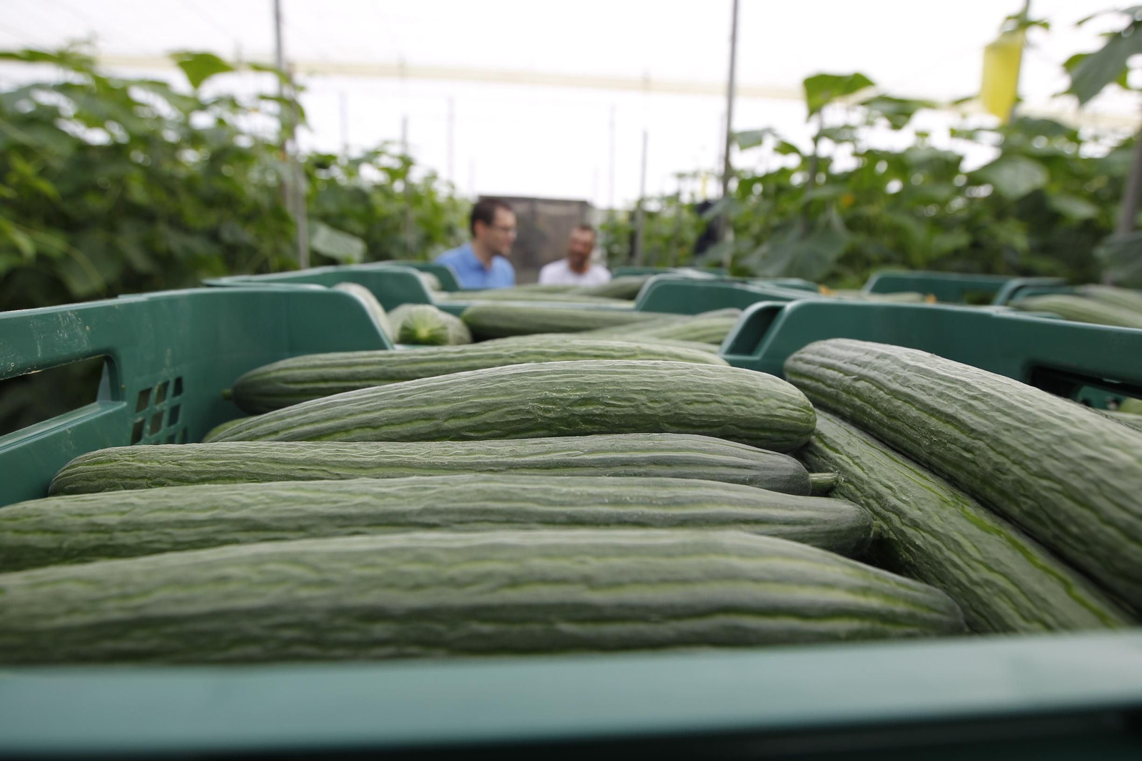 Pepino y calabacín han sido de los productos más afectados por las bajas cotizaciones en origen.