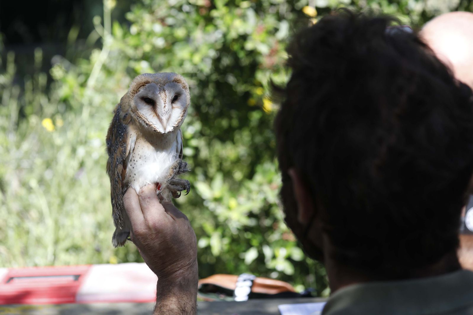 Una lechuza en Madrevieja.
