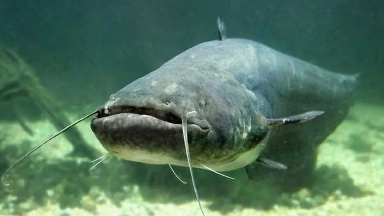 El siluro está considerado una especie exótica invasora.