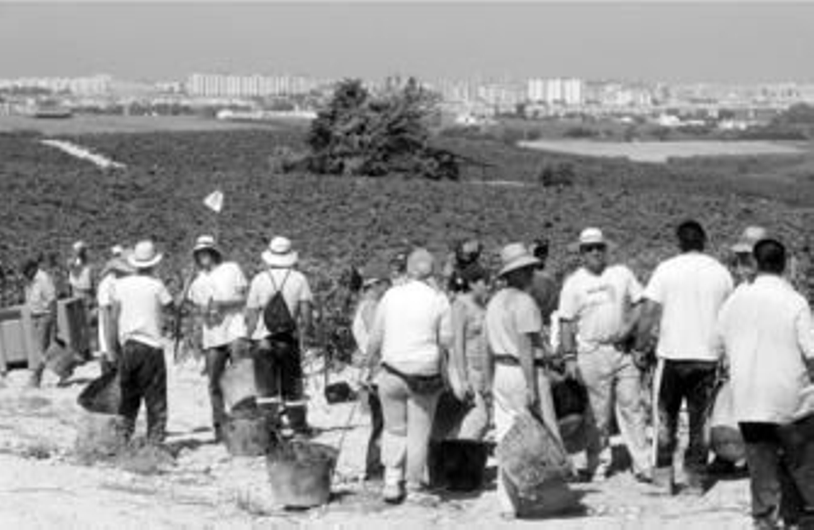 Algunos trabajadores durante la vendimia del pasado año en la zona del Marco.
