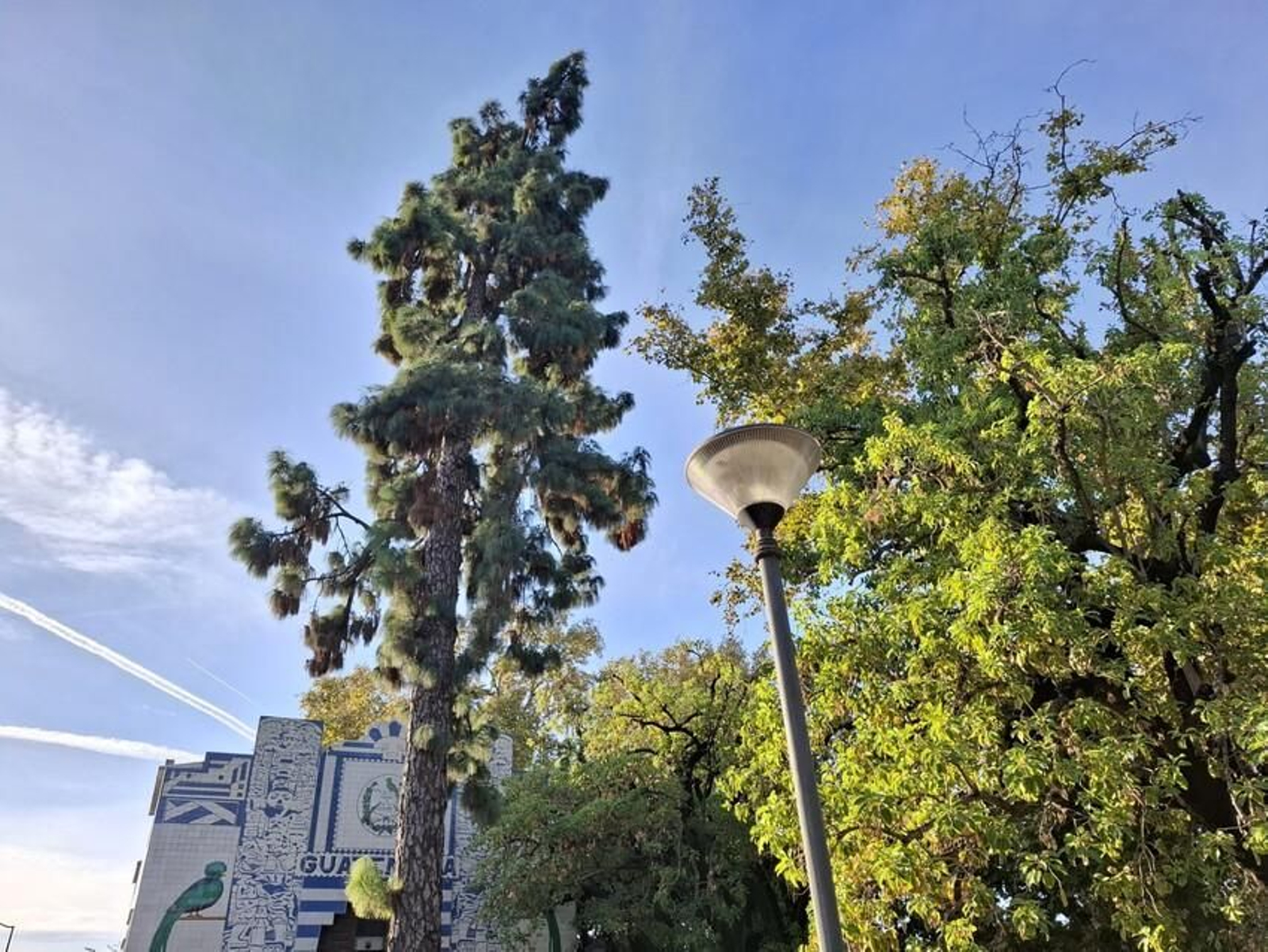 El árbol que vence al fuego