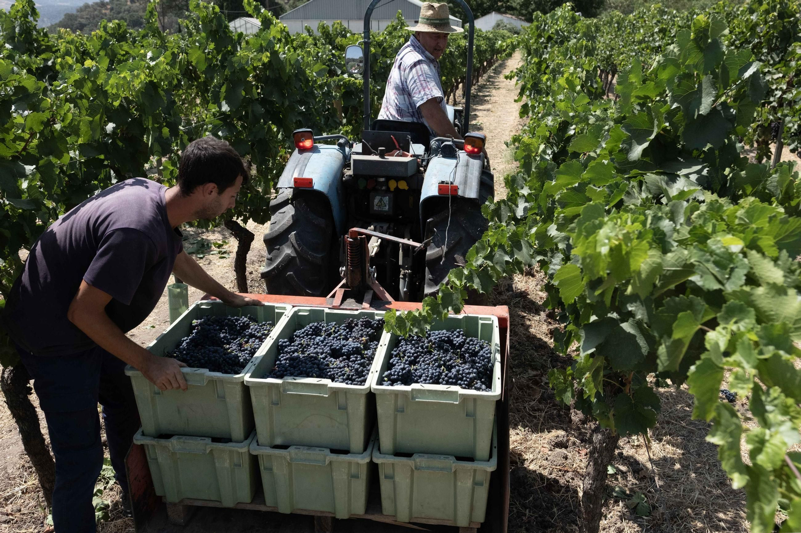 La vendimia de la Serranía, en imágenes
