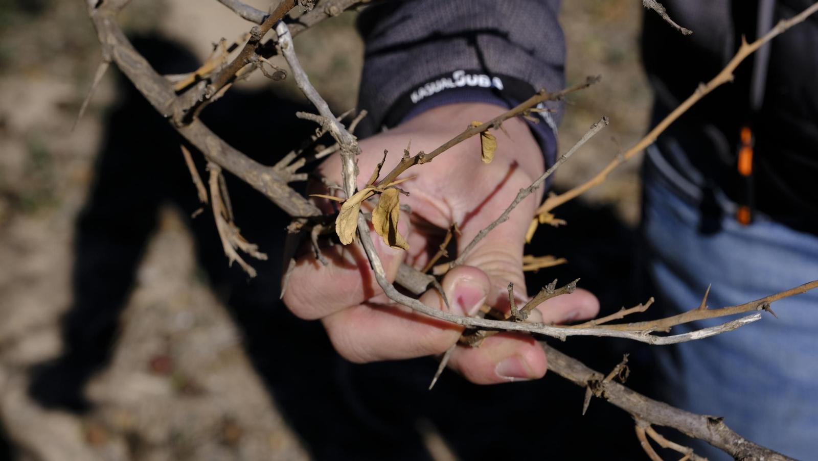 El abandono de cítricos en Huércal Overa, en imágenes
