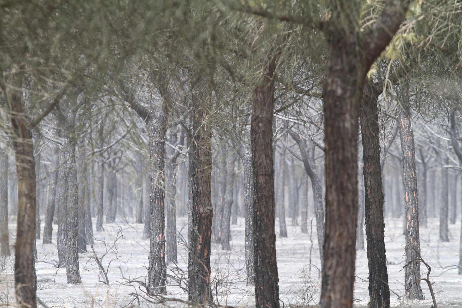 Las imágenes del incendio en Moguer y Mazagón