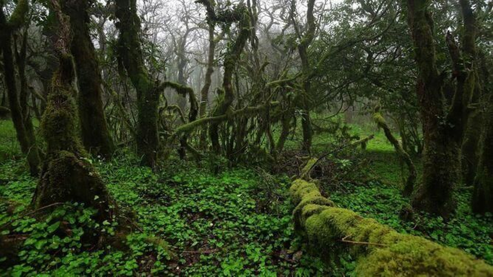 Bosque de Niebla