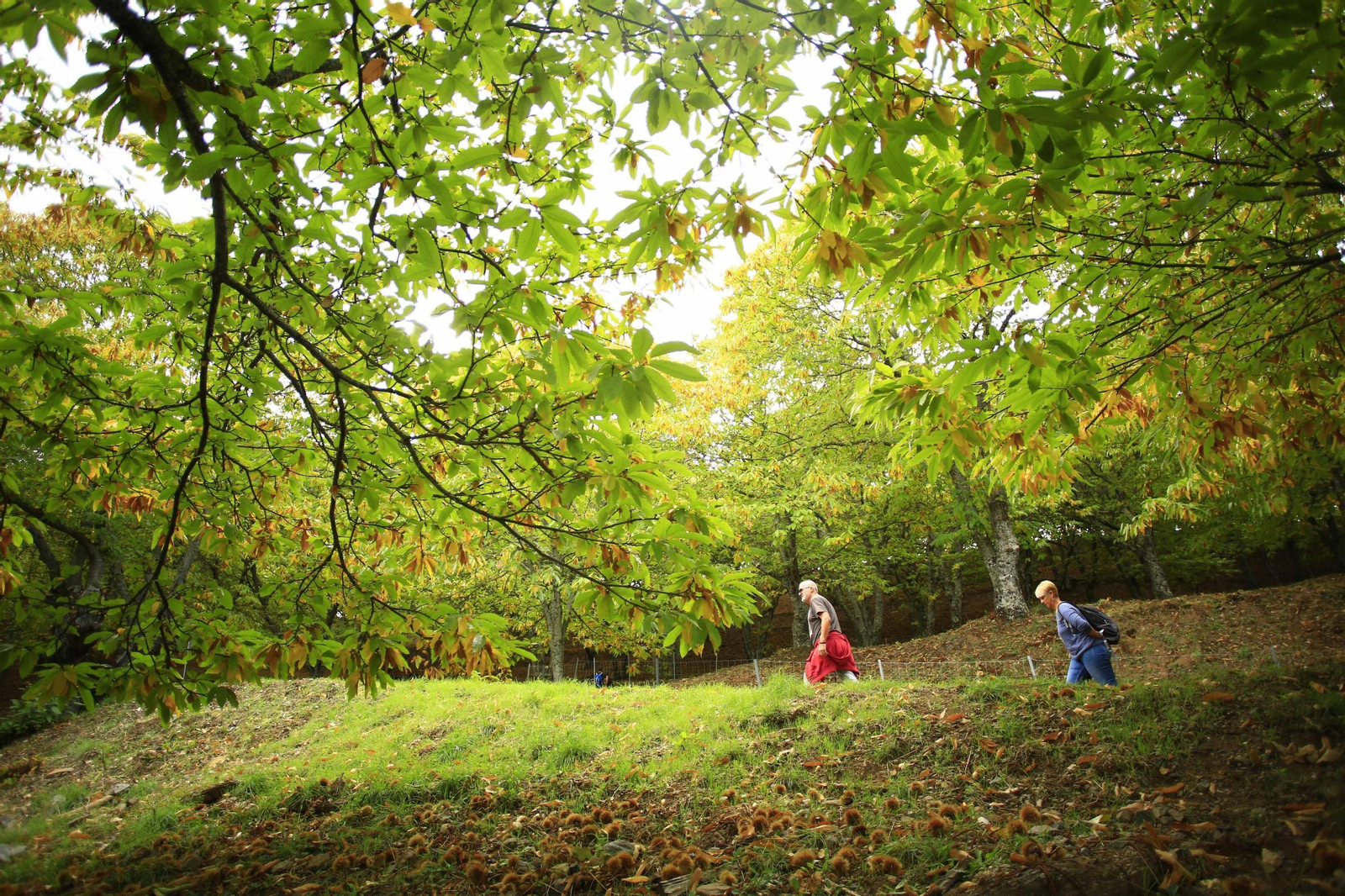 El Bosque de Cobre en otoño. El Bosque de Cobre en otoño.