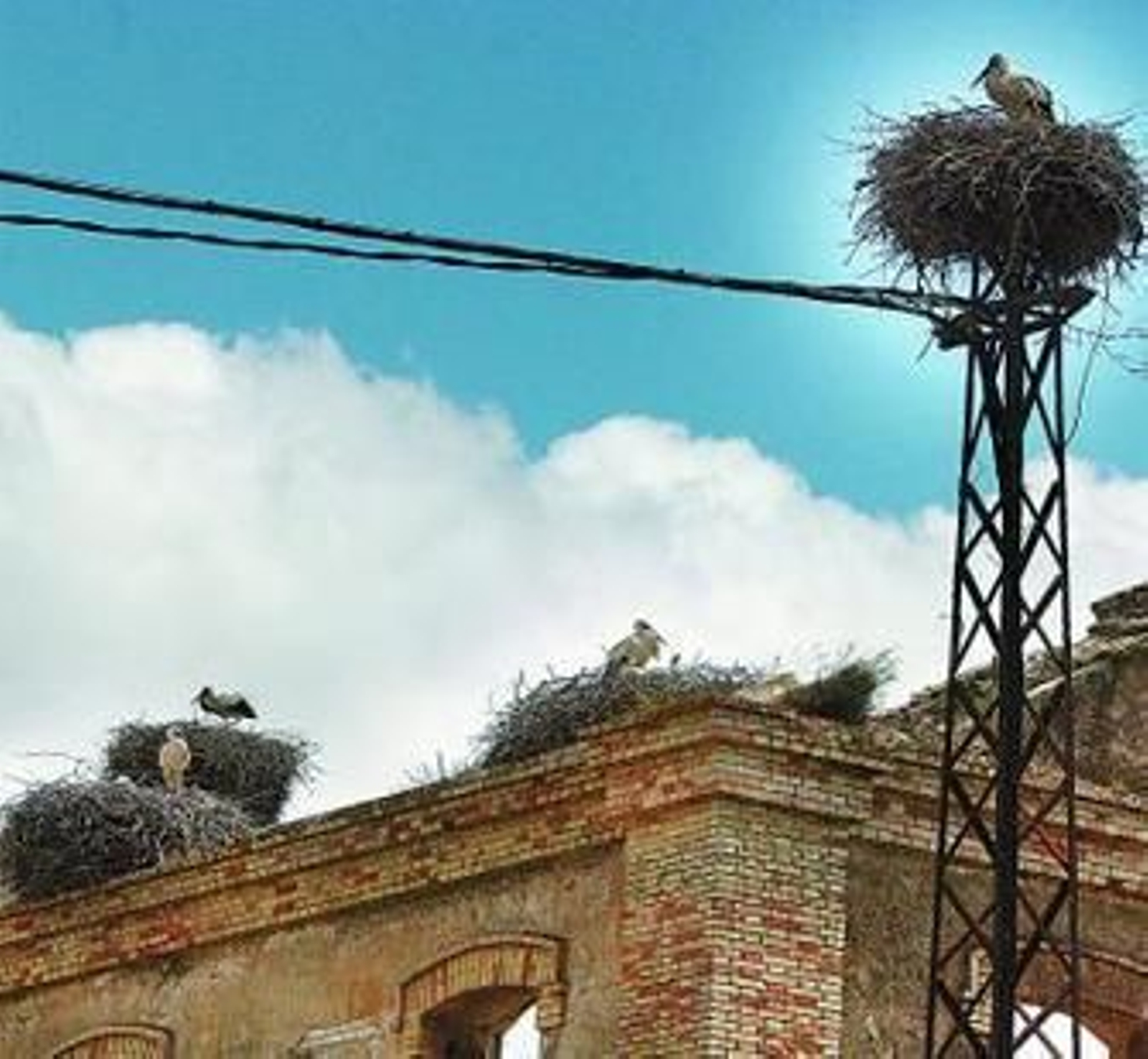 Los nidos se acumulan en la vieja Azucarera Jerezana.