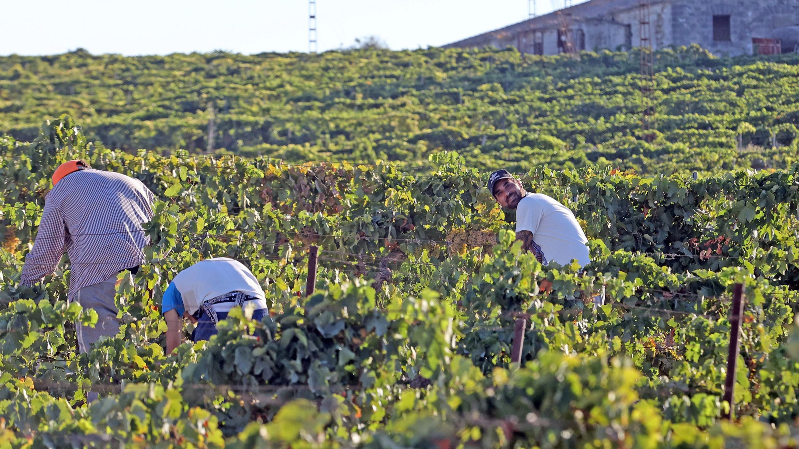 Vendimia a mano en la Viña El Caribe en Jerez
