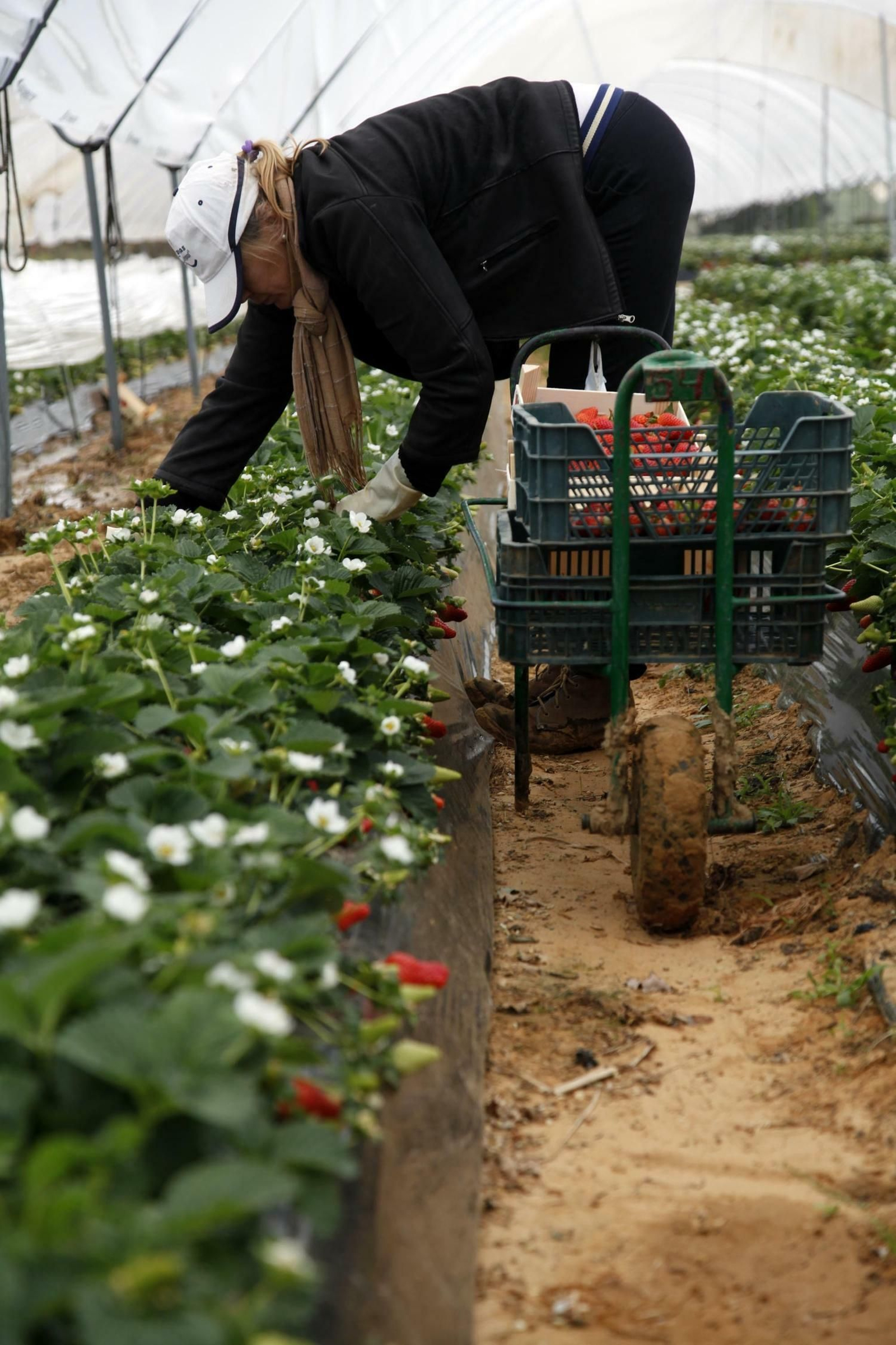 Una temporera recolecta fresa en una finca de la provincia de Huelva. Una temporera recolecta fresa en una finca de la provincia de Huelva.