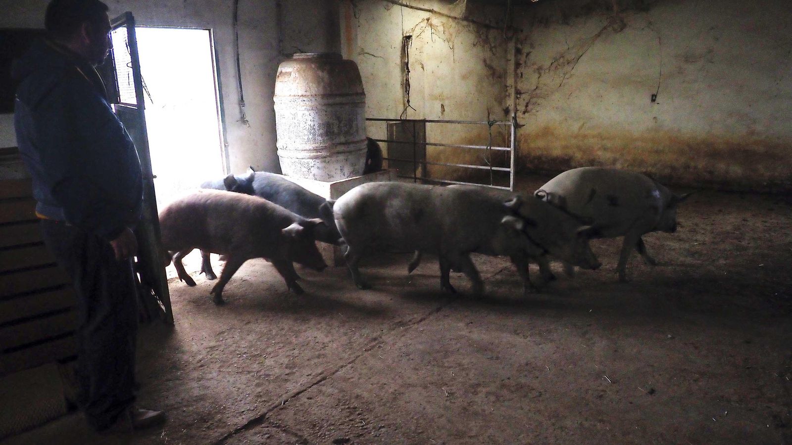 Vicente Gómez encierra a sus cerdos en el chiquero antes de ser sacrificados