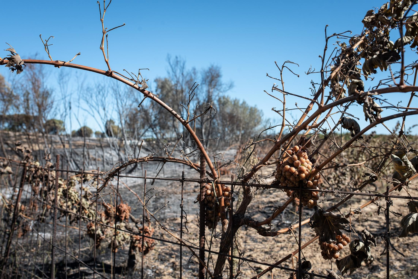 El rastro del incendio de Almonte en imágenes