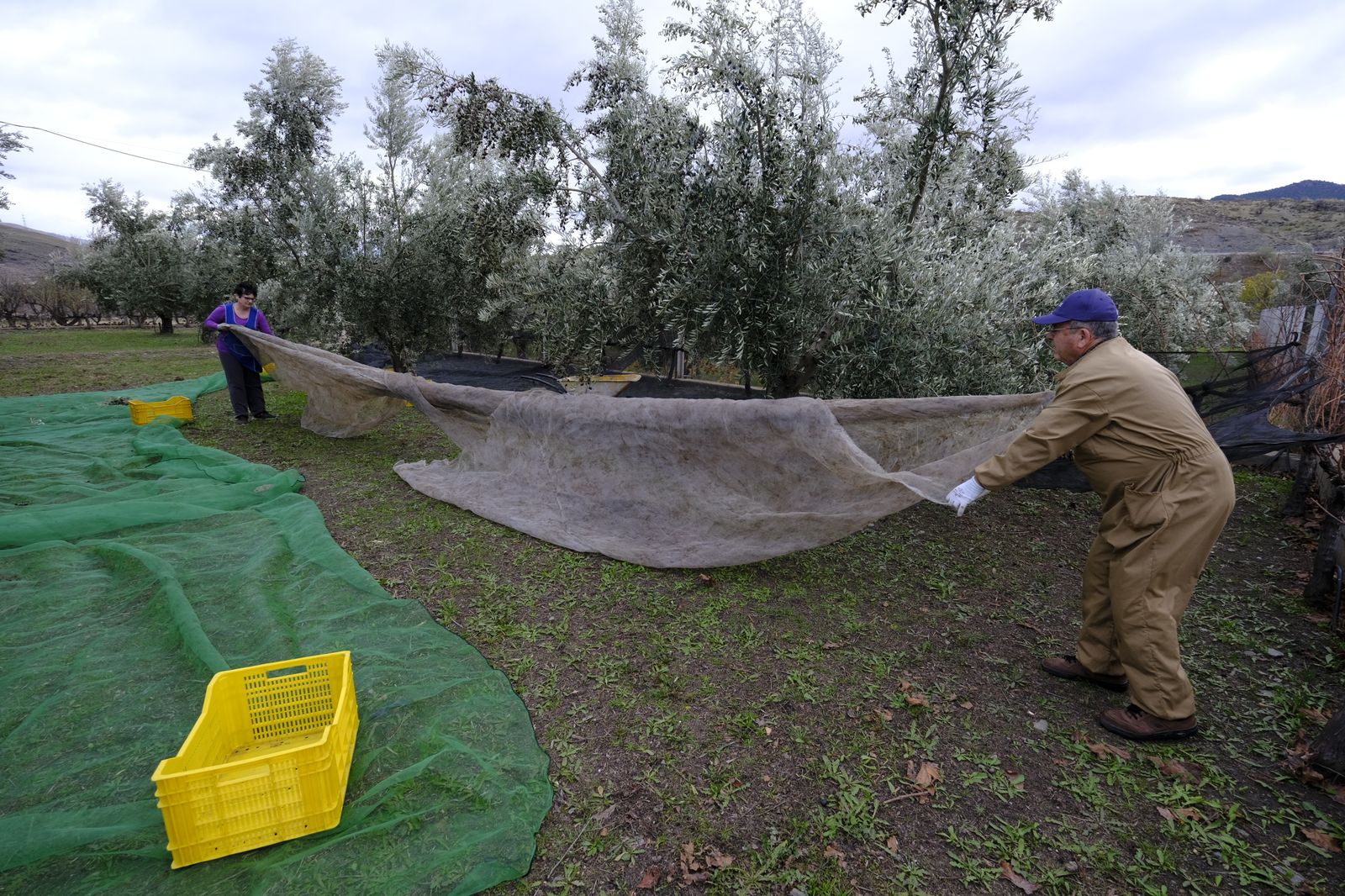 Fotogalería recolección aceituna en Abla. Almería