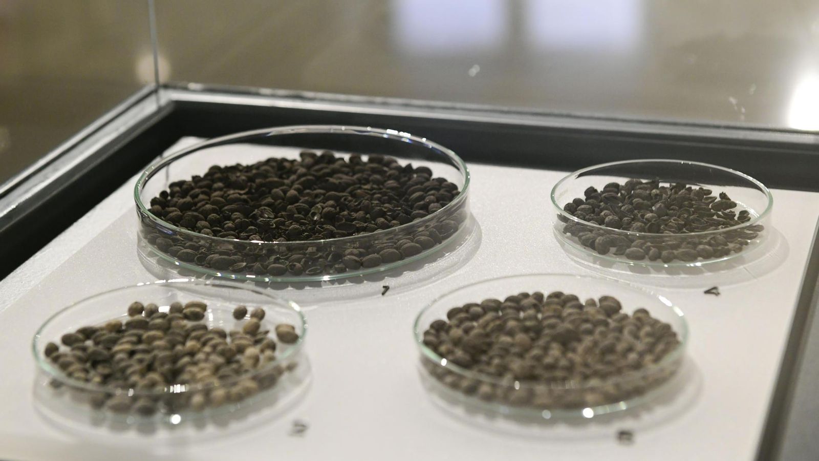 Varios recipientes con huesos de aceitunas extraídas de excavaciones arqueológicas en diversos sitios arqueológicos de la provincia de Jaén.