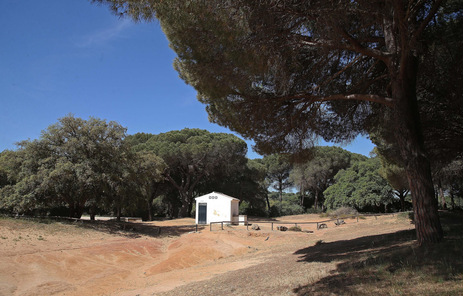 El Pinar del Rey de San Roque, en imágenes