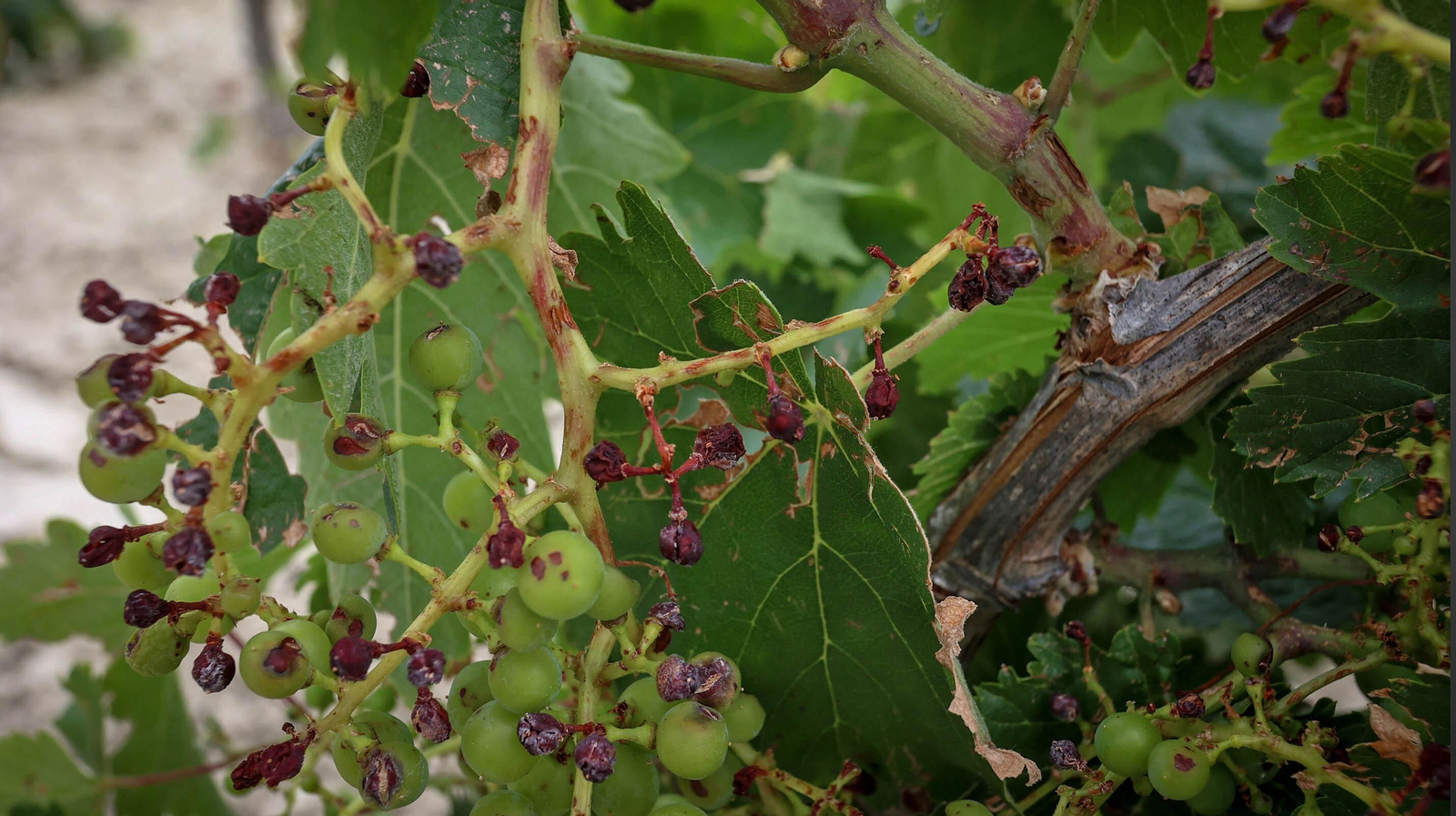 El pedrisco daña los viñedos de Trebujena