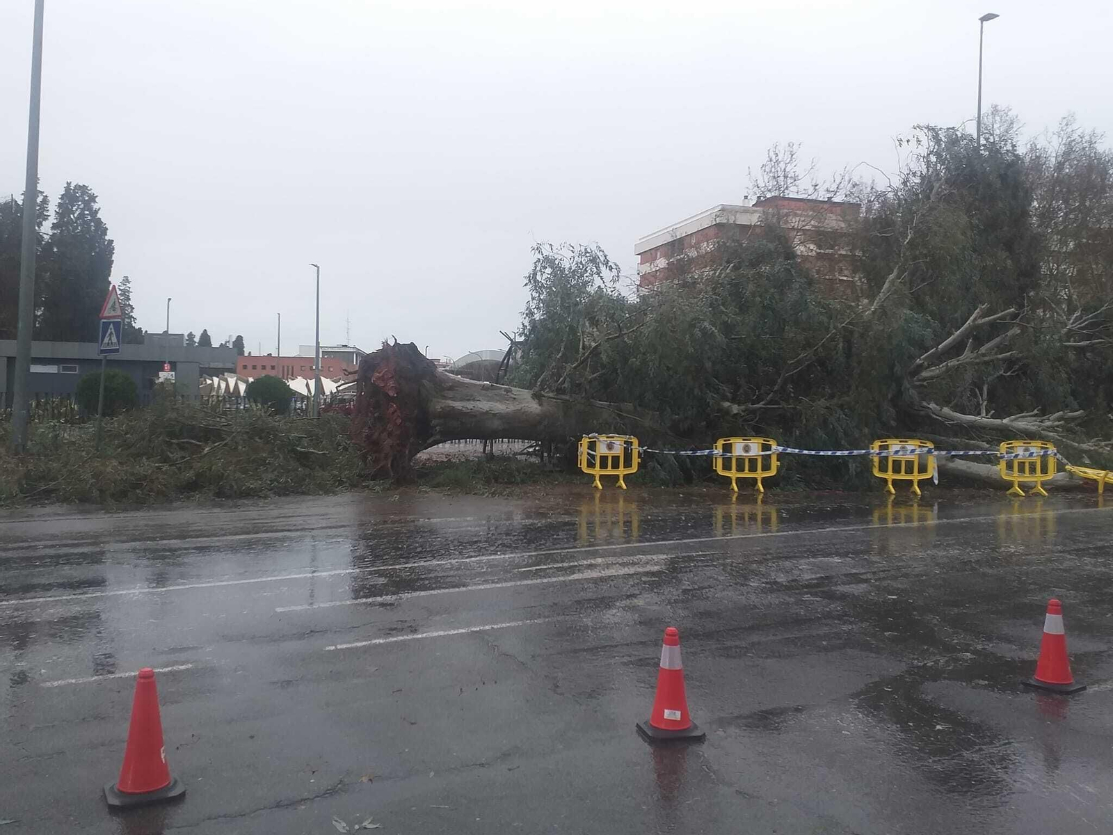 Árbol caído en las inmediaciones del cementerio de la Salud.