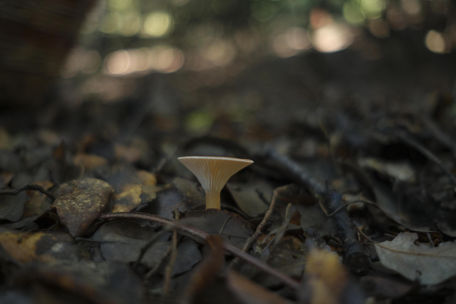 Mocología de la Serranía de Ronda, en fotos.