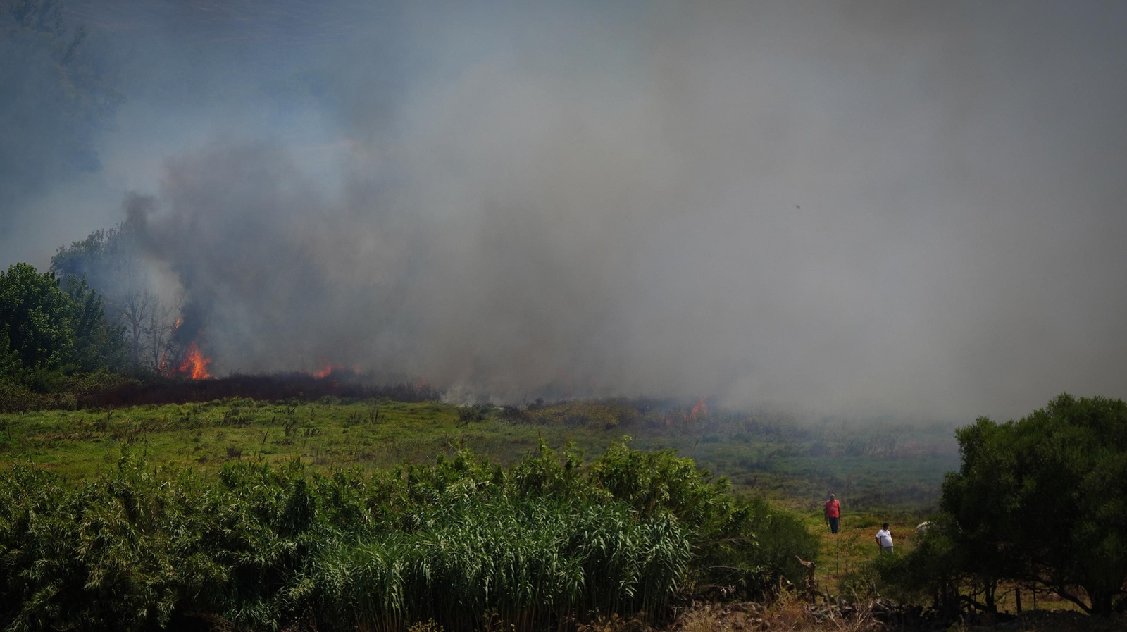 Muere un caballo después de que la manada fuese liberada