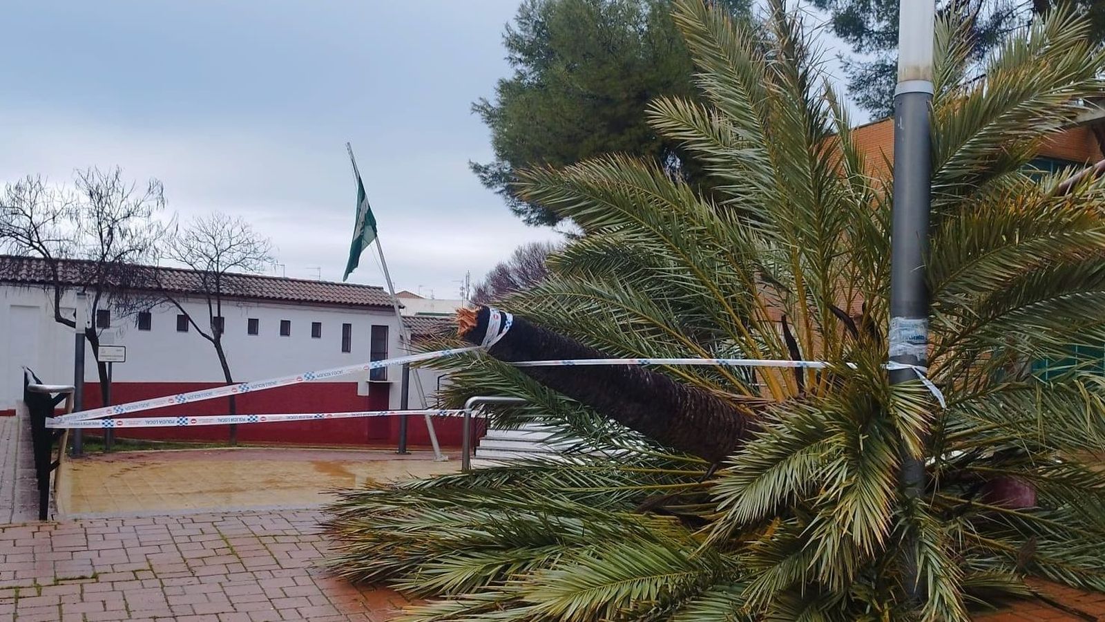 Caída de una palmera en el Ágora Ciudadana de Los Pinos en Puente Genil.