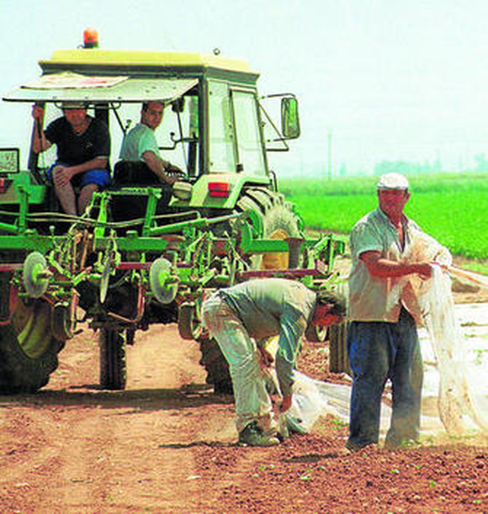 Trabajadores del algodón en plena faena, en la provincia de Sevilla.