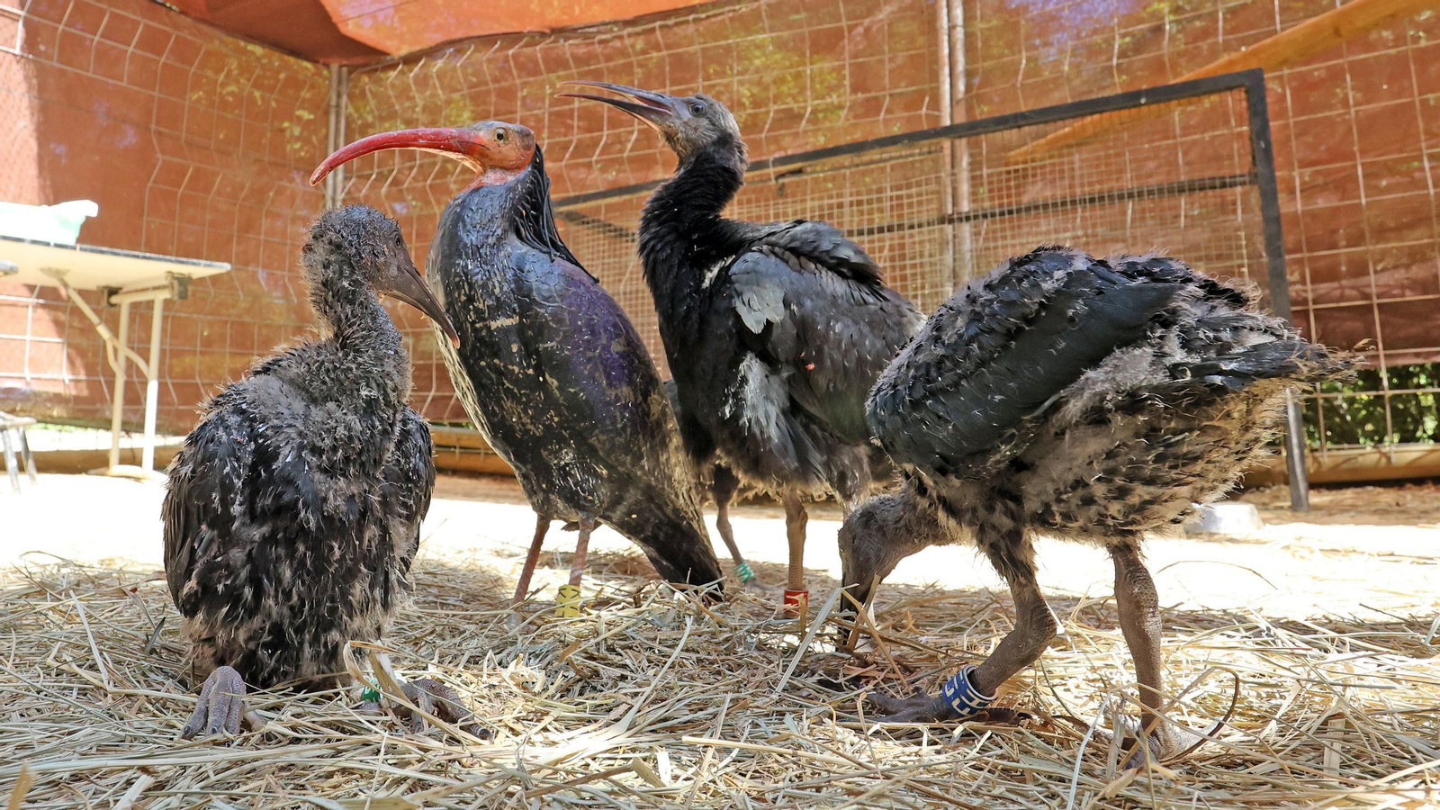 Imágenes de los ibis eremitas de Jerez a Cataluña