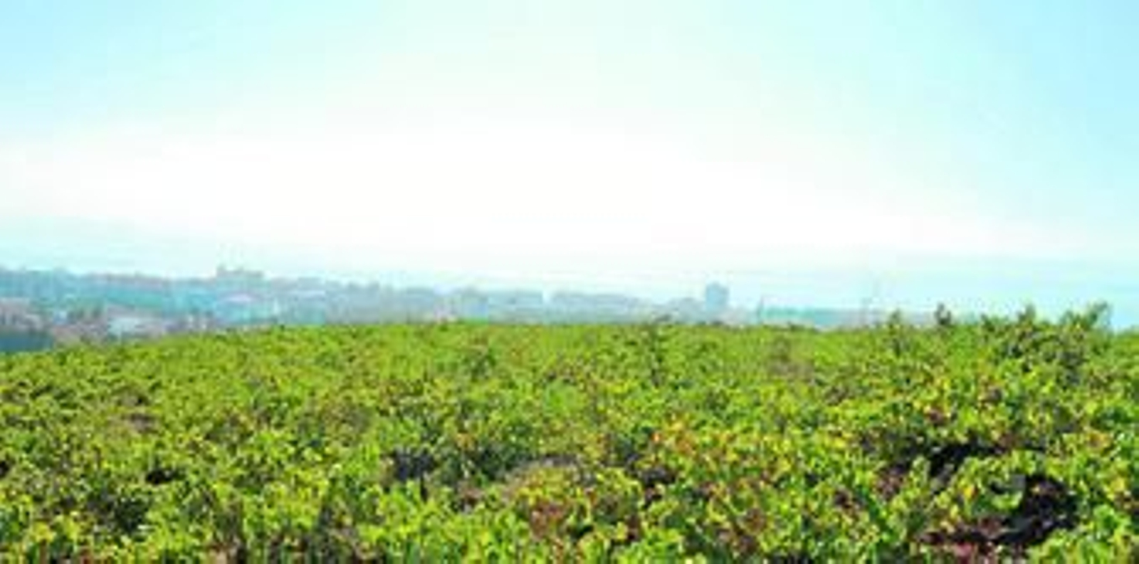 Vistas desde la viña del Peñoncillo.