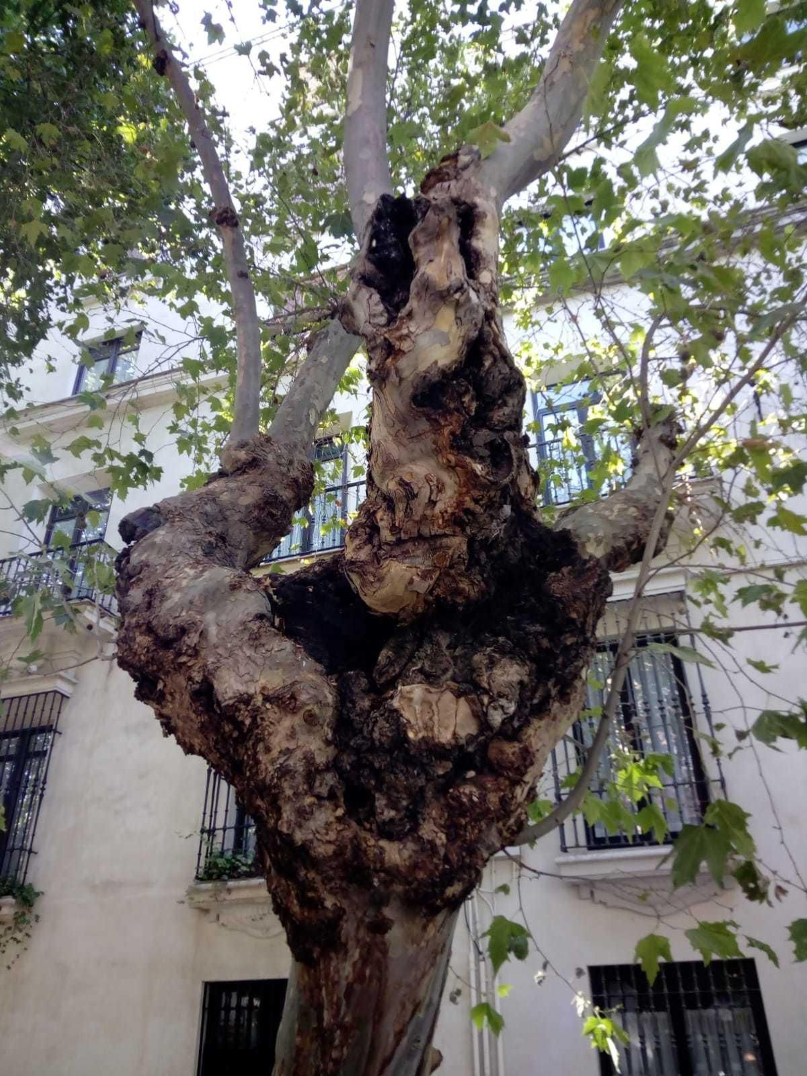 Estado de uno de los árboles que fueron talados en la avenida de Cádiz.