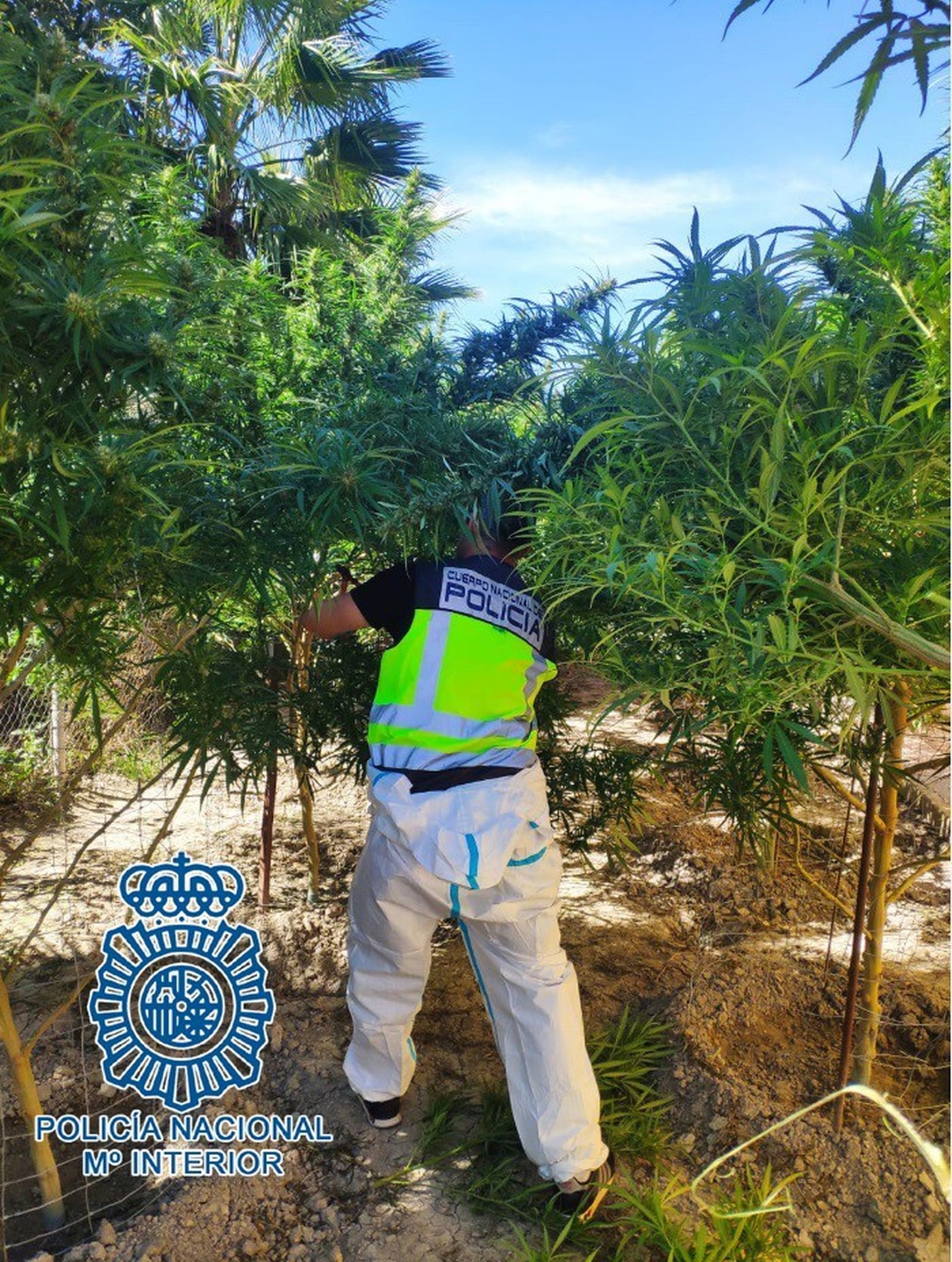Incautan 553 plantas de cannabis en la 'Operación Huerto'.