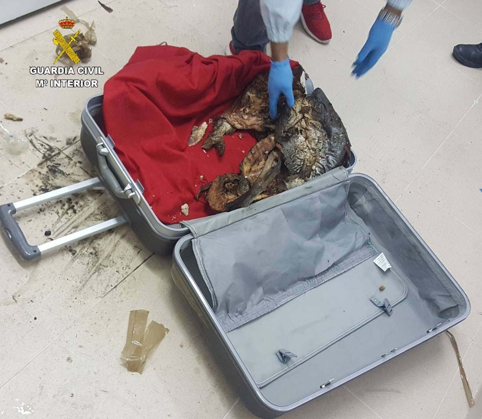 Hallan 400 kilos de pescado en mal estado en maletas de equipaje del ferri a Canarias