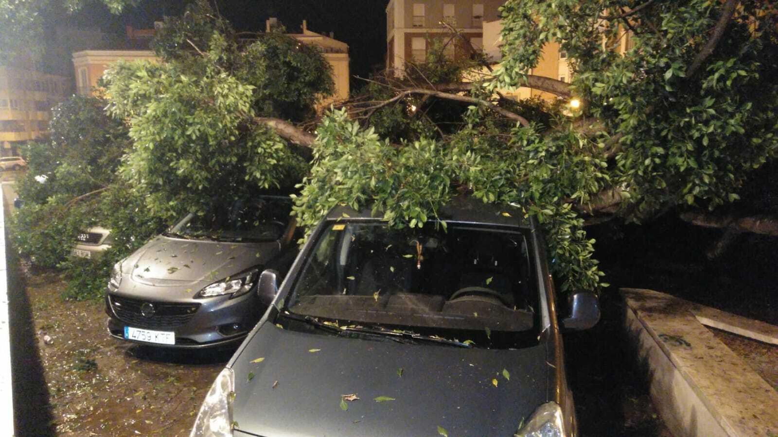 Un árbol de grandes dimensiones sobre varios vehículos aparcados en Alhaurín El Grande.