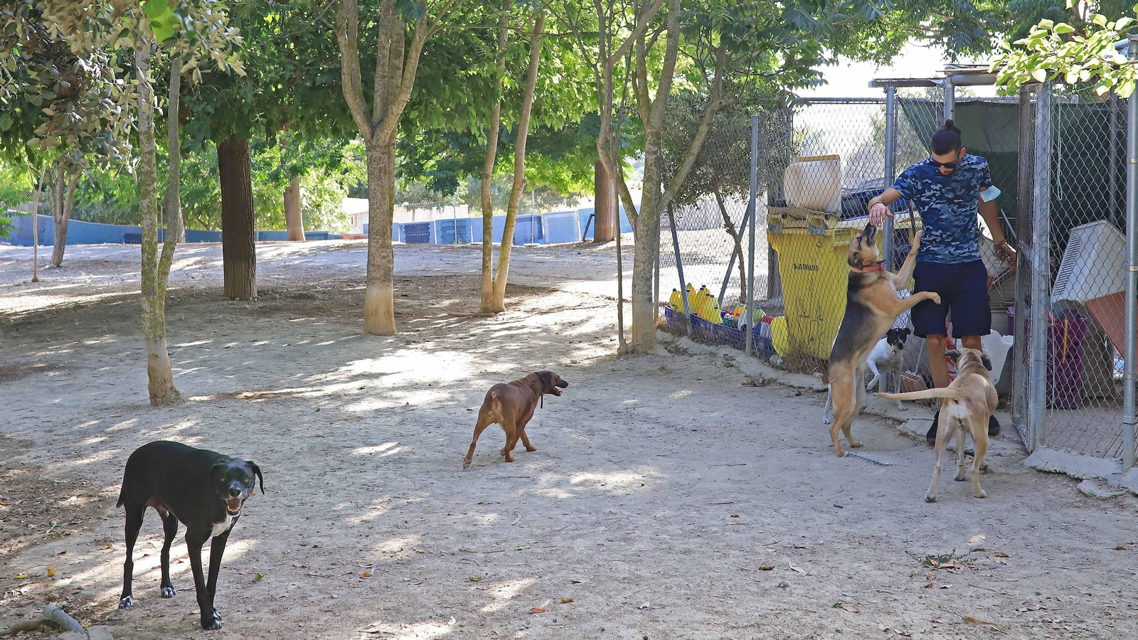 La protectora 'No me abandones' tiene 80 perros wue buscan un hogar