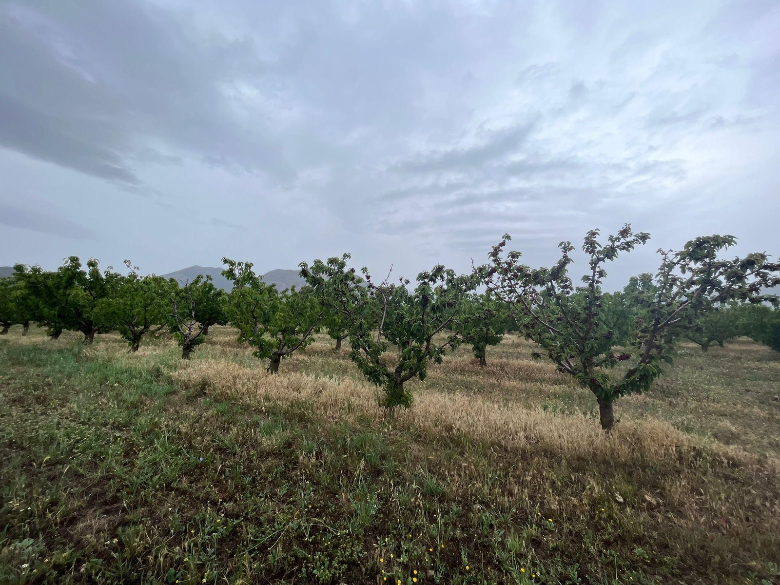 Cerezos de una finca en Alfarnate