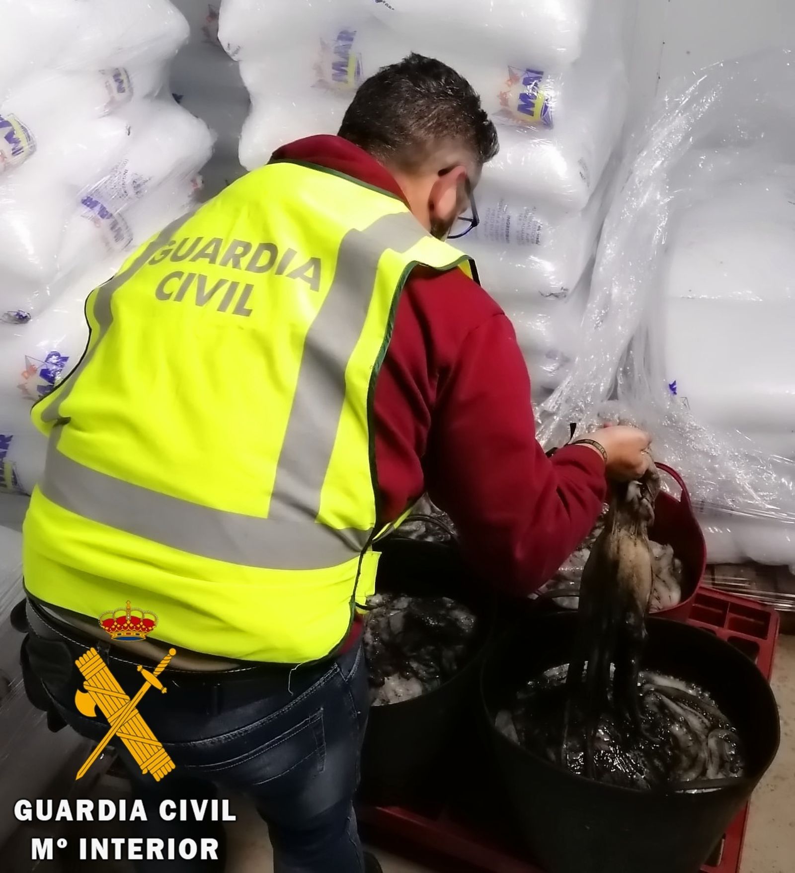 La Guardia Civil interviene 100 Kg de pulpo que no se presentó en lonja para su venta
