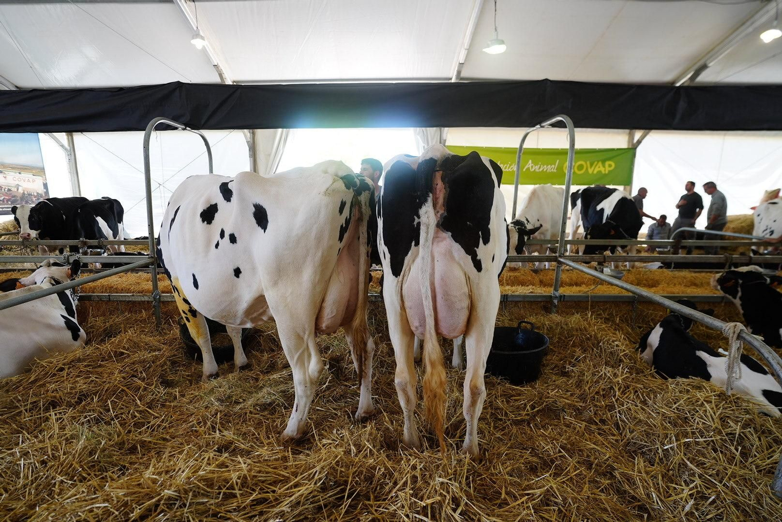 Un paseo en fotografías por la XXX Feria Agroganadera de Los Pedroches Un paseo en fotografías por la XXX Feria Agroganadera de Los Pedroches