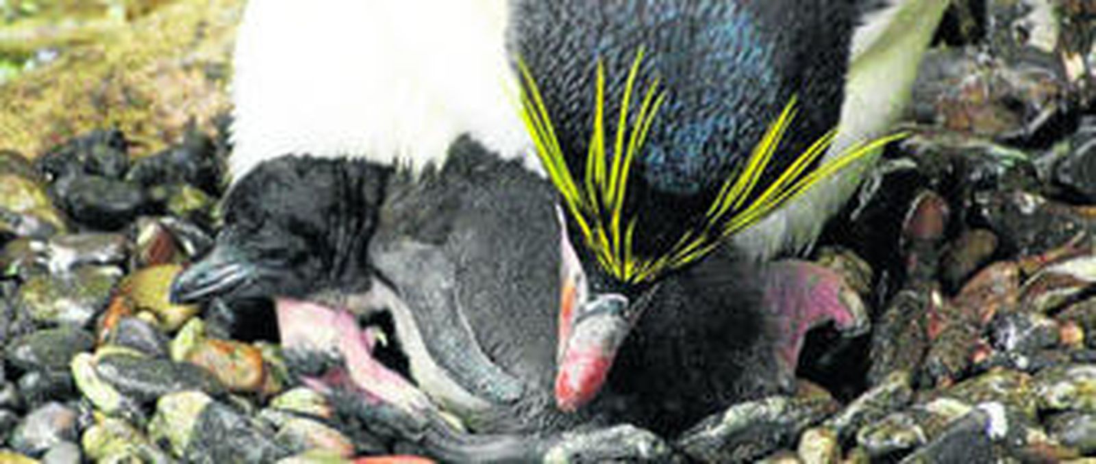 El pollito, abrazado por uno de sus padres.