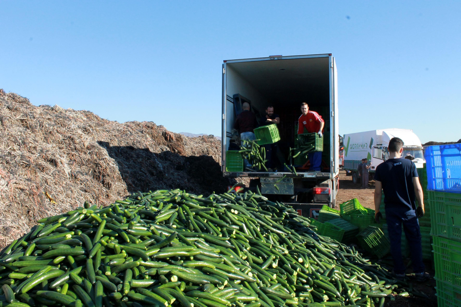 Productores de Almería y Granada destruyeron 1.500 toneladas de pepino a final de año.
