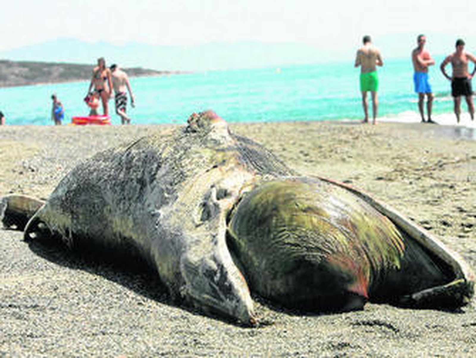 Imagen del rorcual aliblanco tomada ayer por la mañana en La Alcaidesa.