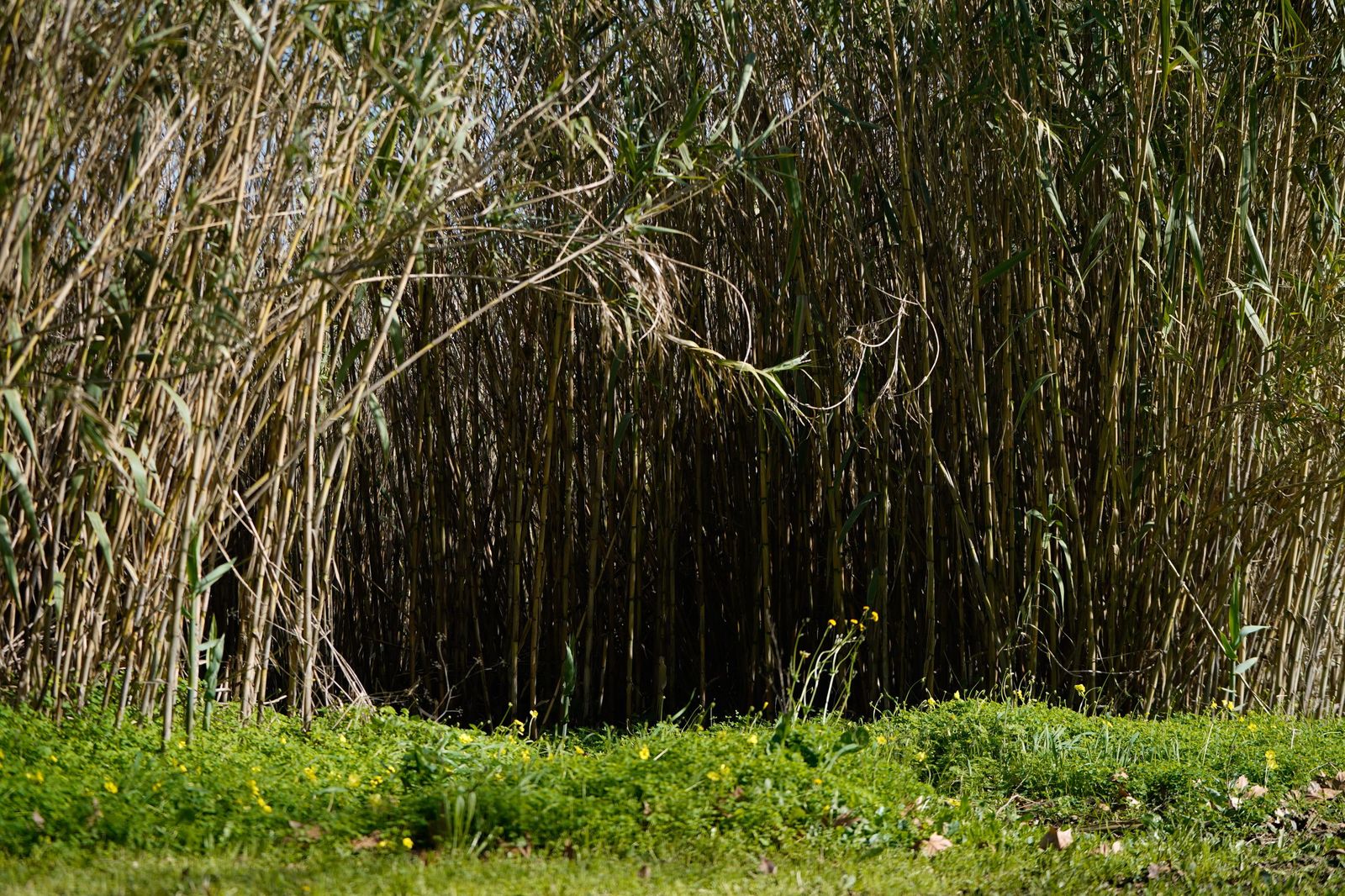 Una mañana en el paseo de la cornisa en Algeciras