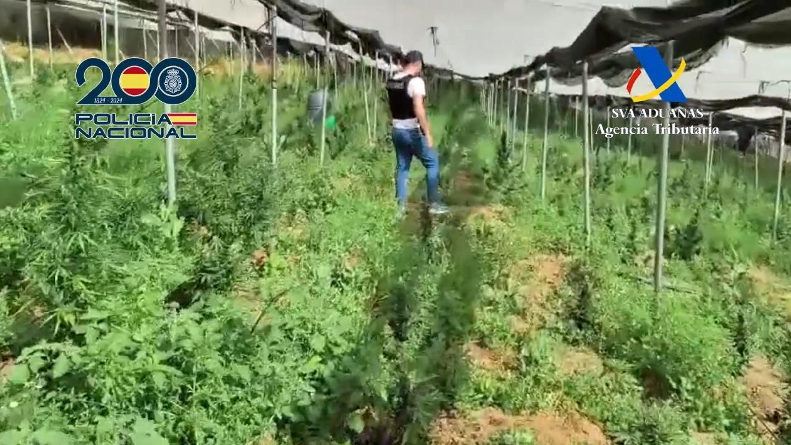 Operación Plastic: así entró la Policía Nacional en el invernadero que escondía una plantación de marihuana en Granada
