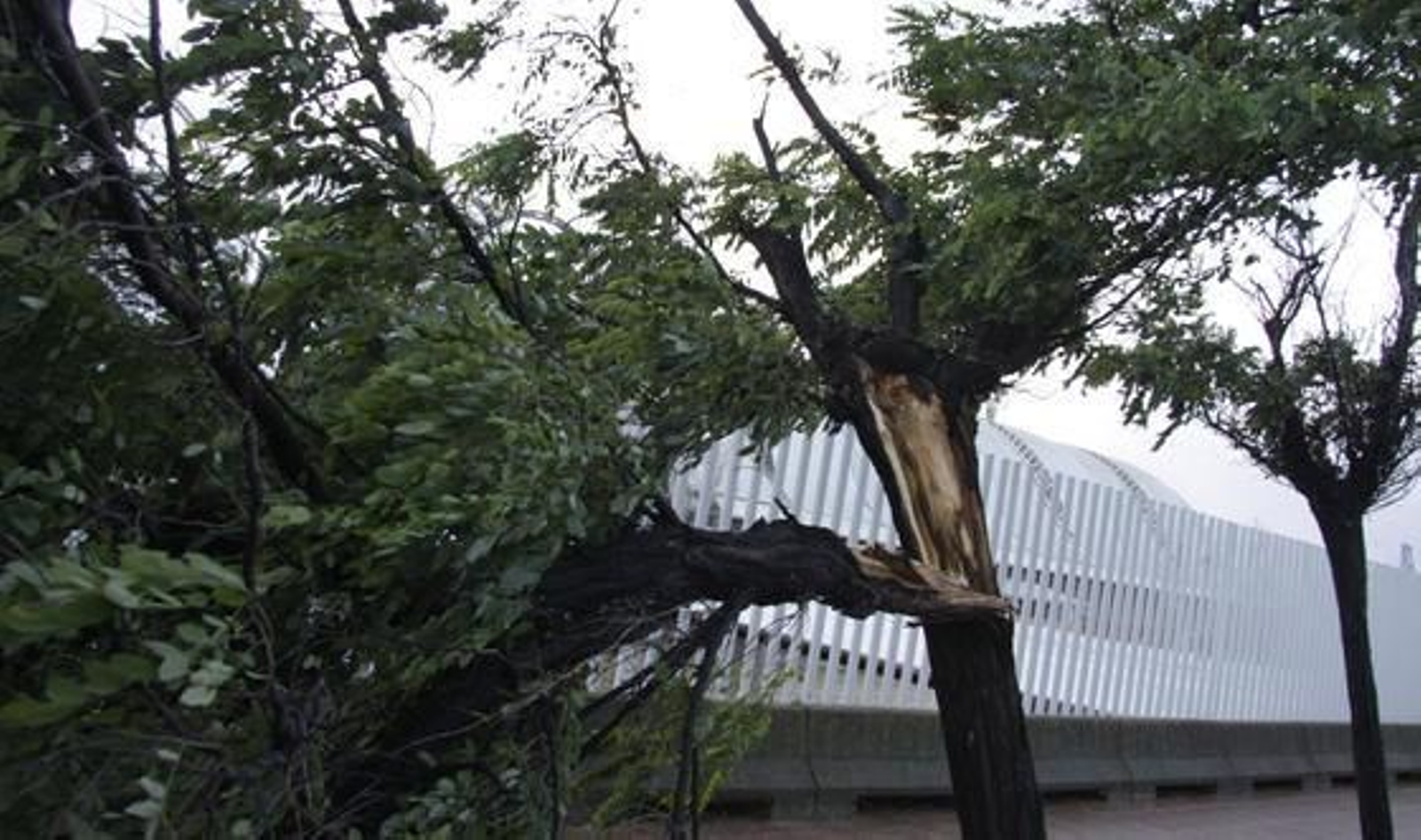 Los fuertes vientos consiguen romper la rama de un árbol.  Foto: Victoria Hidalgo/Jaime Mart?z