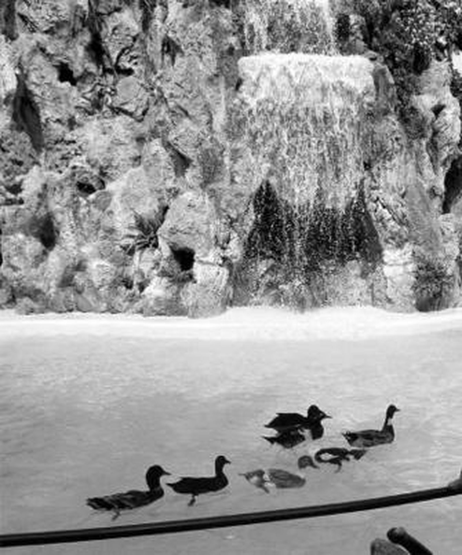 Imagen de los patos en la remozada cascada del parque Genovés.