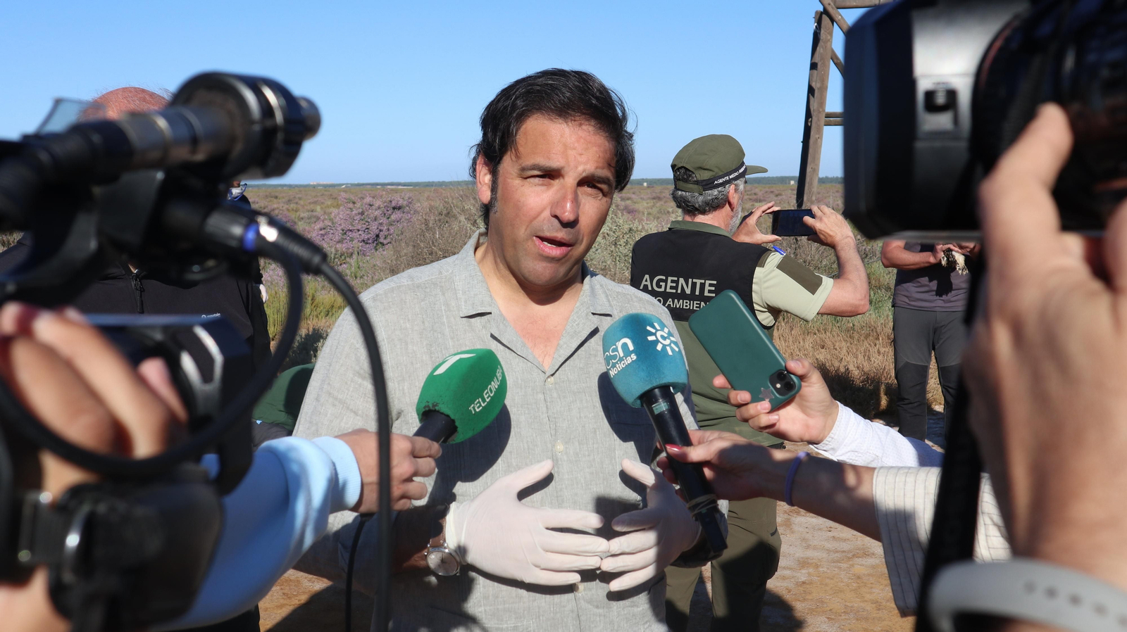 Anillamiento de tres pollos de águila pescadora nacidas en el Paraje Natural Marismas del Odiel